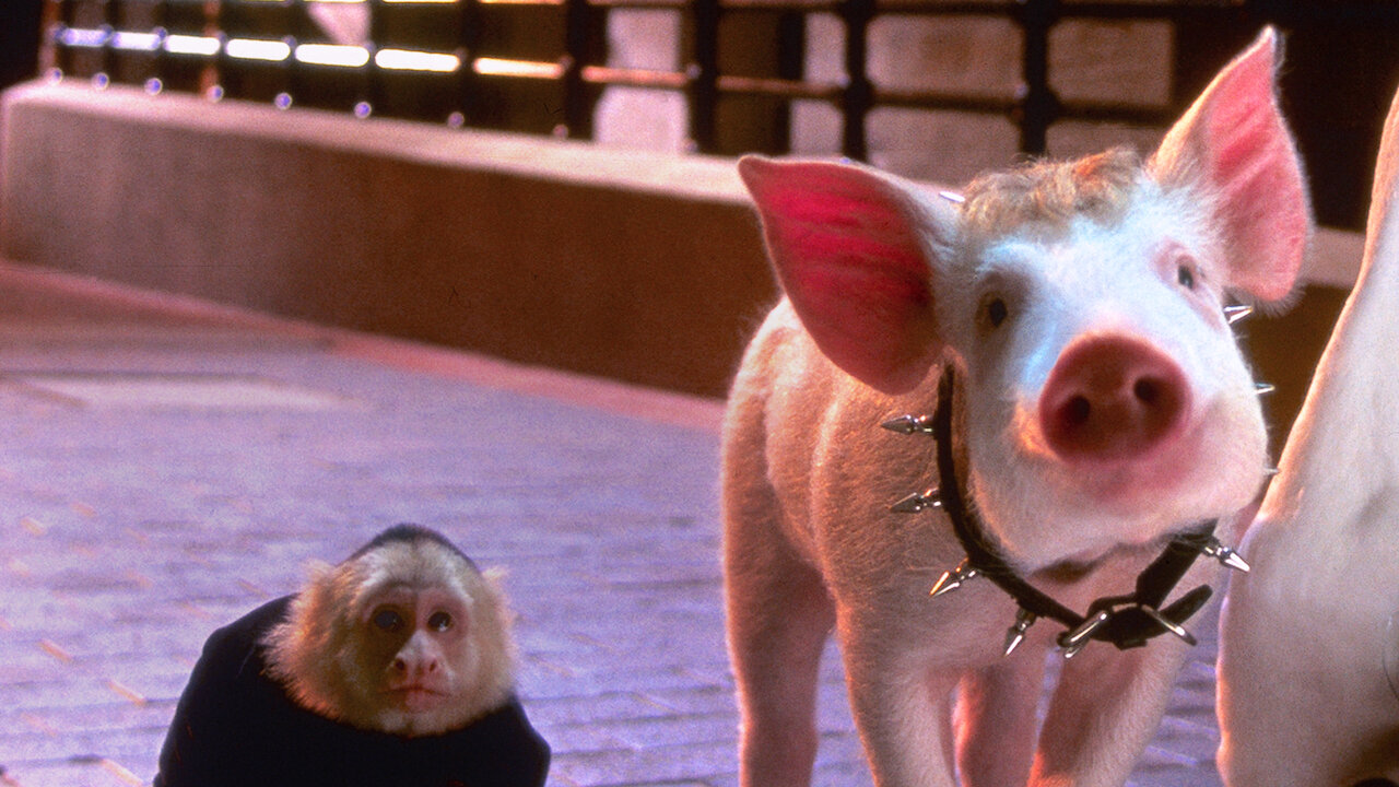 Watch Babe: Pig in the City | Netflix