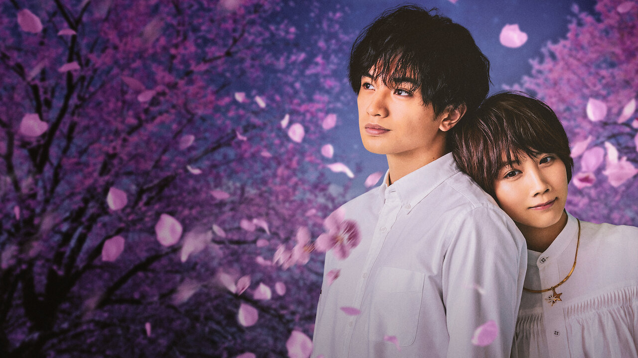 桜の よう な 僕 の 恋人